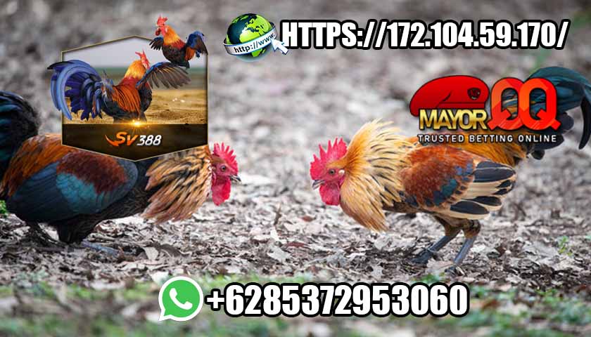 Apa Saja Kelebihan Bermain Sabung Ayam Simak Disini