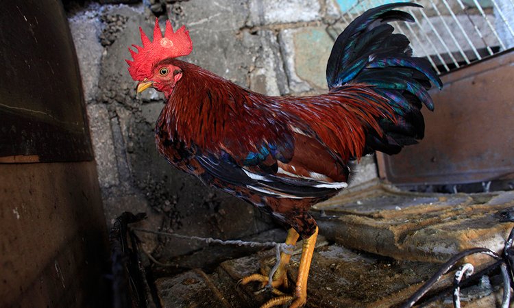 Ciri Sabung Ayam Bangkok Pukul Mati Langsung