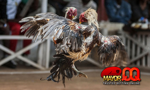 Alasan Mengapa Anda Harus Bertaruh Pada Sabung Ayam SV388?